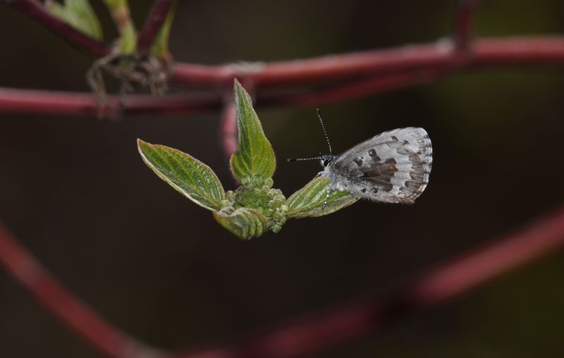 Asher's Blue: Celastrina asheri