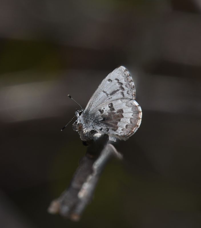 Asher's Blue: Celastrina asheri