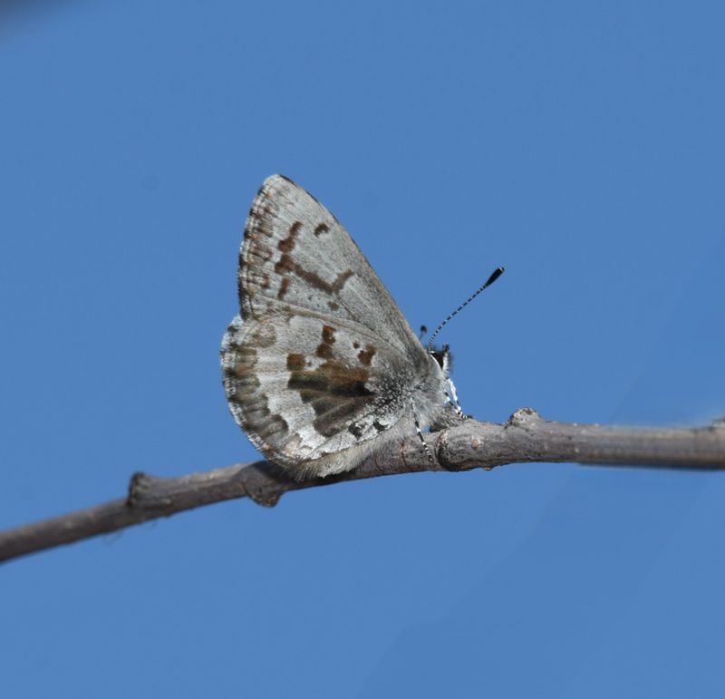 Asher's Blue: Celastrina asheri