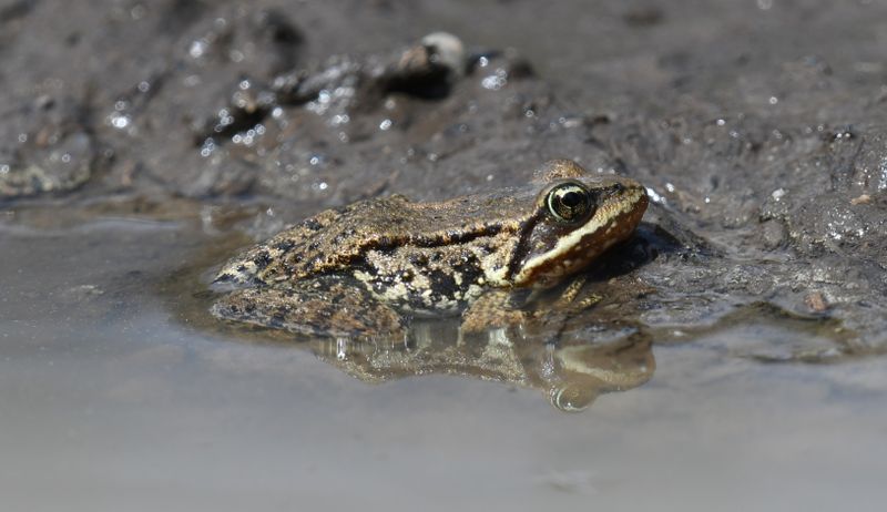 Cascade Frog