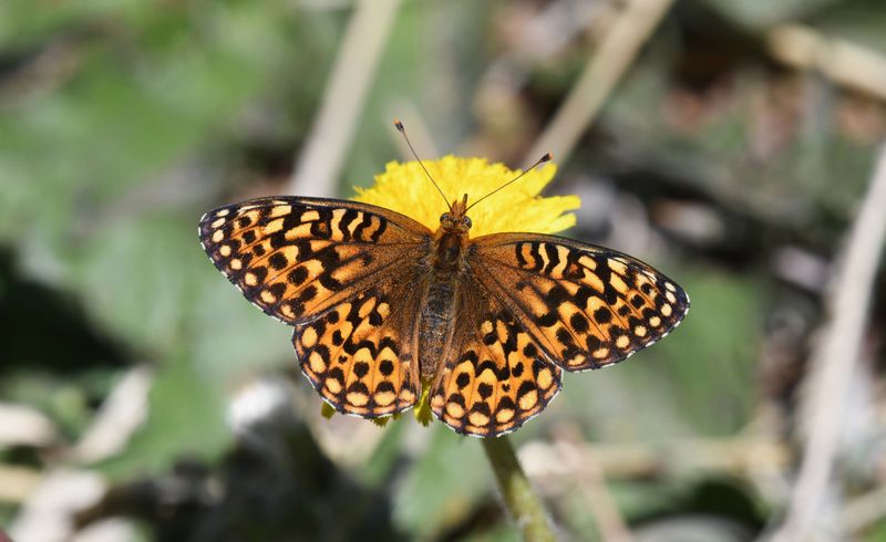 Hydaspe Fritillary: Speyeria hydaspe