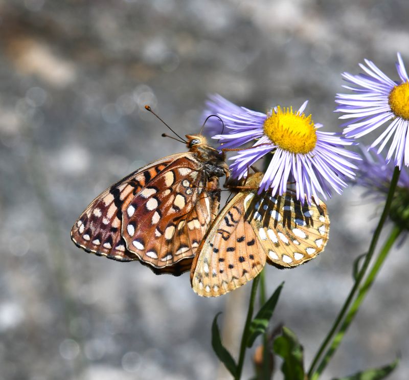 Mormon Fritillary: Speyeria mormonia and Hydaspe Fritillary: Speyeria hydaspe