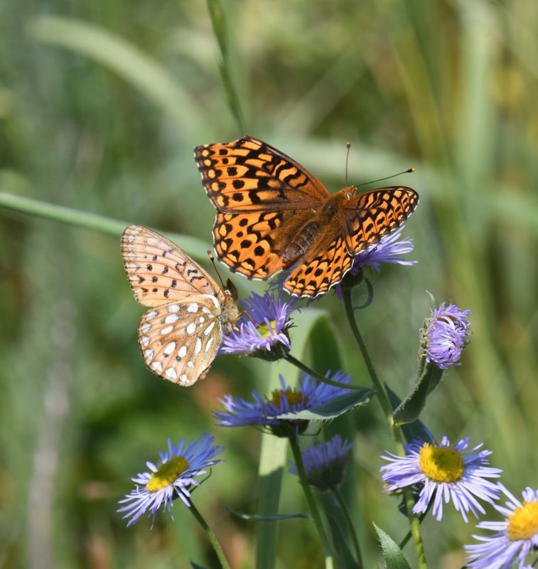 Mormon Fritillary: Speyeria mormonia and Hydaspe Fritillary: Speyeria hydaspe