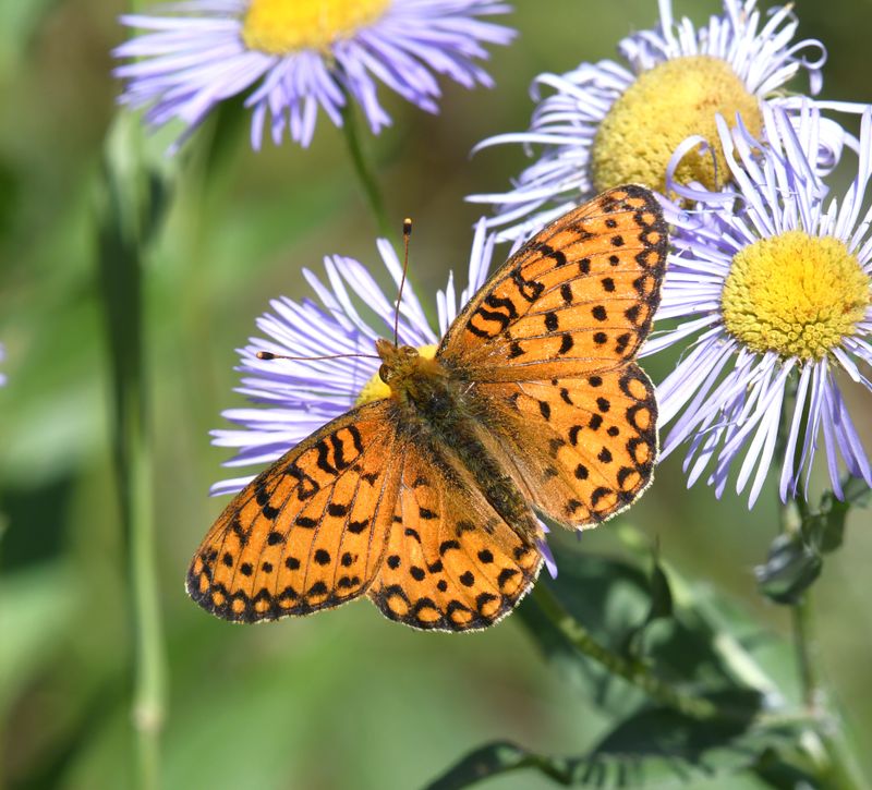 Mormon Fritillary: Speyeria mormonia