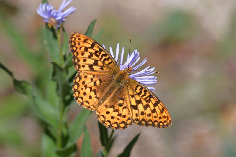 Zerene Fritillary: Speyeria zerene