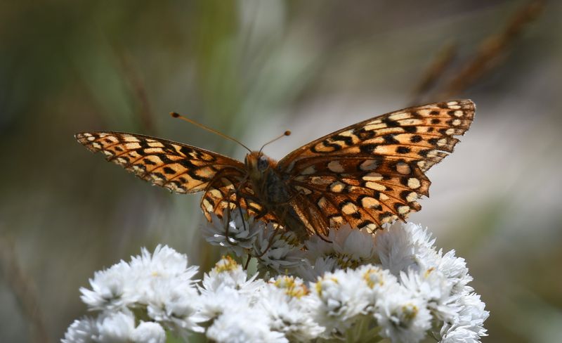 Northwestern Fritillary: Speyeria hesperis