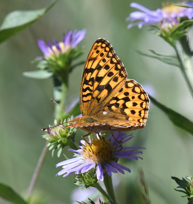 Zerene Fritillary: Speyeria zerene