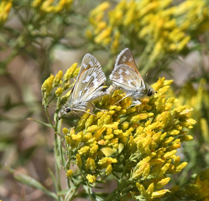 Western Branded Skipper: Hesperia colorado