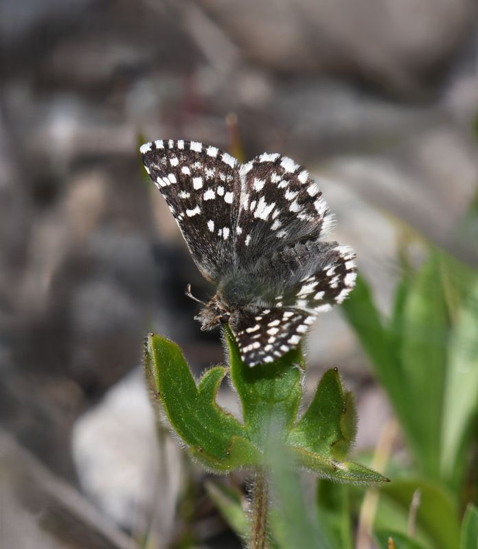 Two-banded Checkered Skipper: Pyrgus ruralis