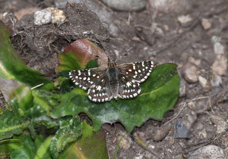 Two-banded Checkered Skipper: Pyrgus ruralis