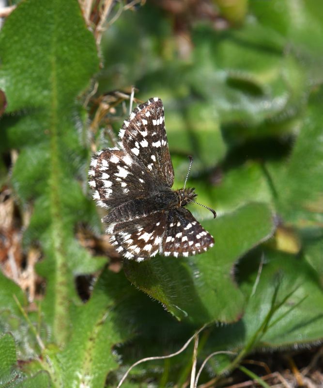 Two-banded Checkered Skipper: Pyrgus ruralis