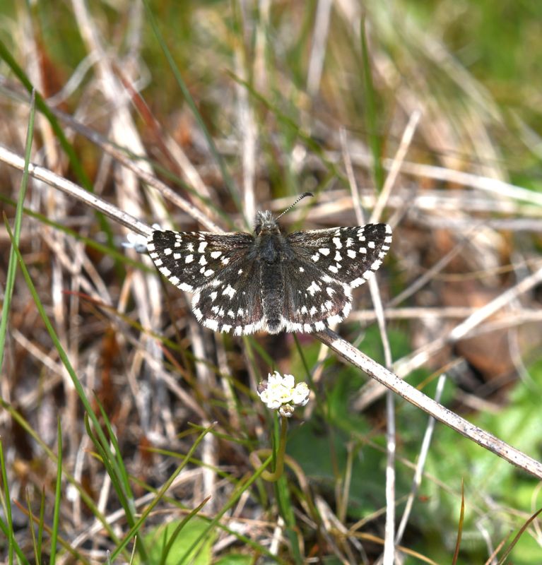 Skipper, Two-banded Checkered