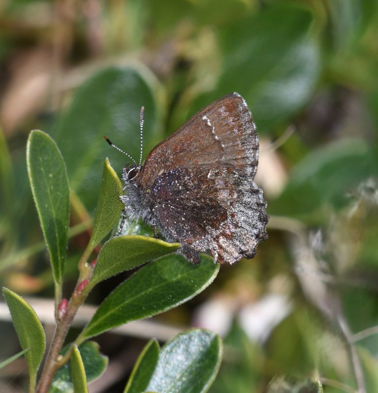 Hoary Elfin: Callophrys polios