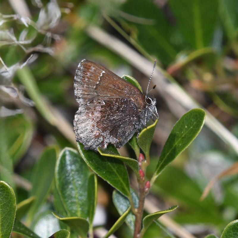Hoary Elfin: Callophrys polios