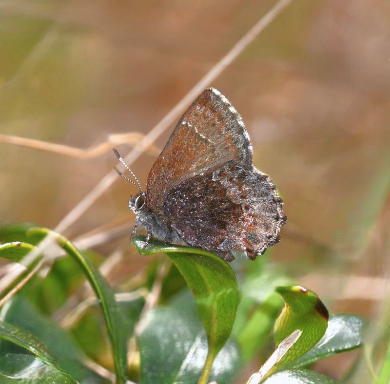 Hoary Elfin: Callophrys polios