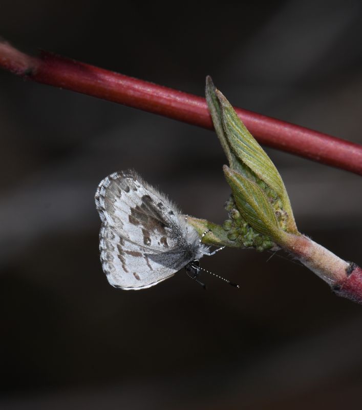 Asher's Blue: Celastrina asheri