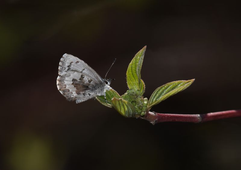 Asher's Blue: Celastrina asheri