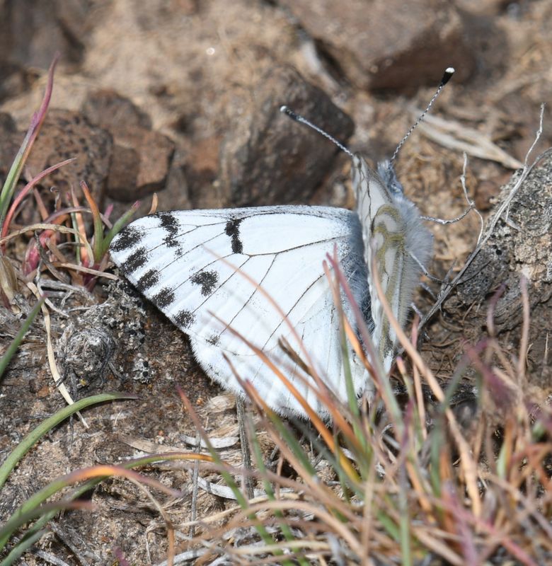 Spring White: Pontia sisymbrii