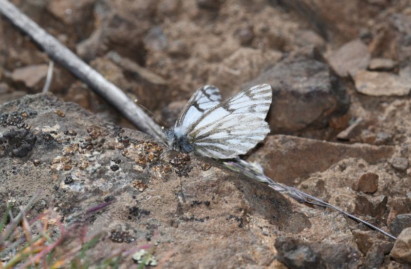 Spring White: Pontia sisymbrii