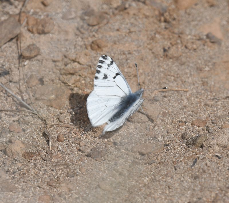 Spring White: Pontia sisymbrii