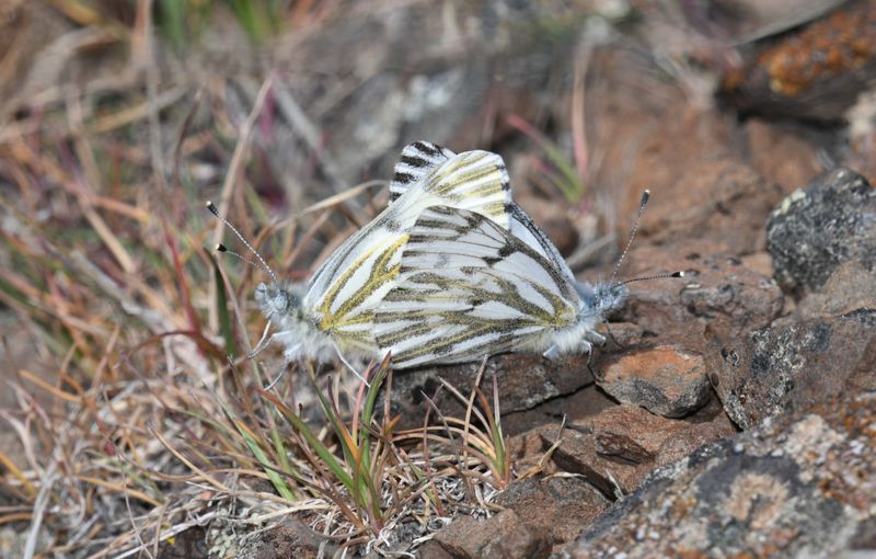 Spring White: Pontia sisymbrii