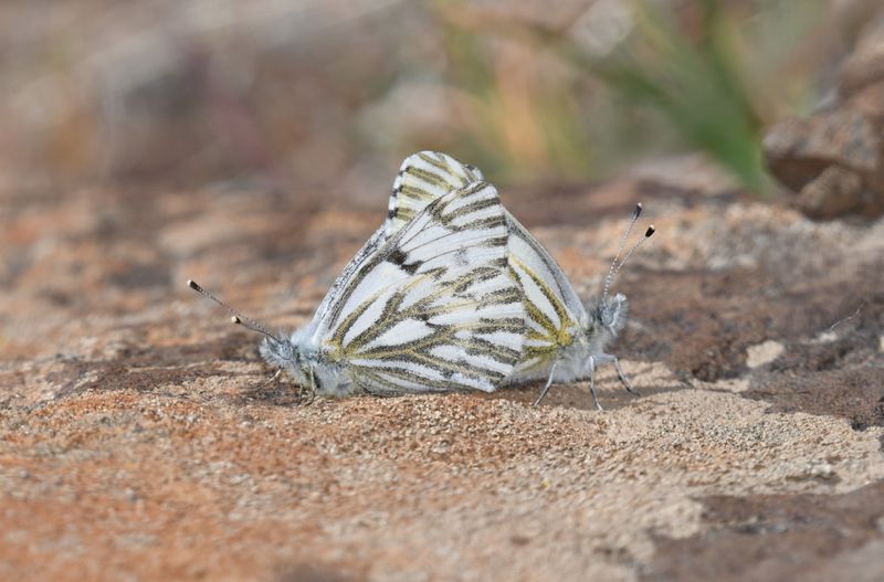 Spring White: Pontia sisymbrii