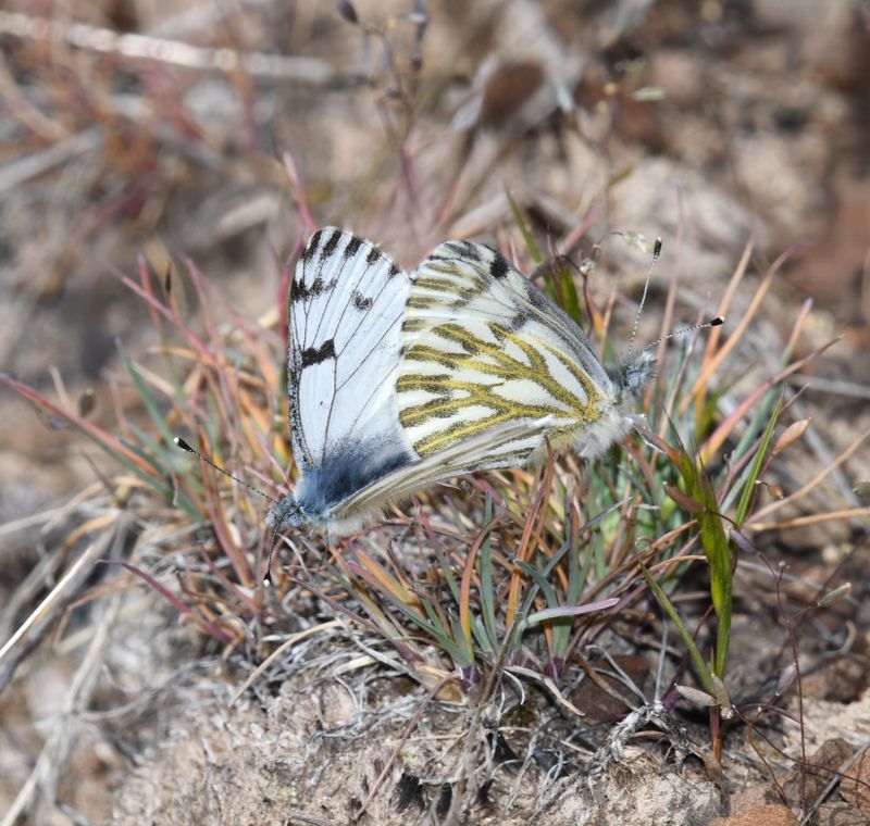 Spring White: Pontia sisymbrii
