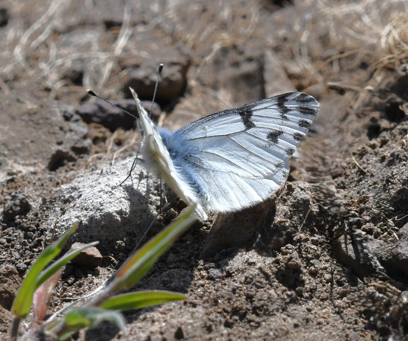 Spring White: Pontia sisymbrii