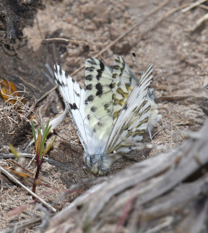 Spring White: Pontia sisymbrii