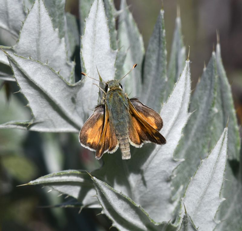 Juba Skipper: Hesperia juba