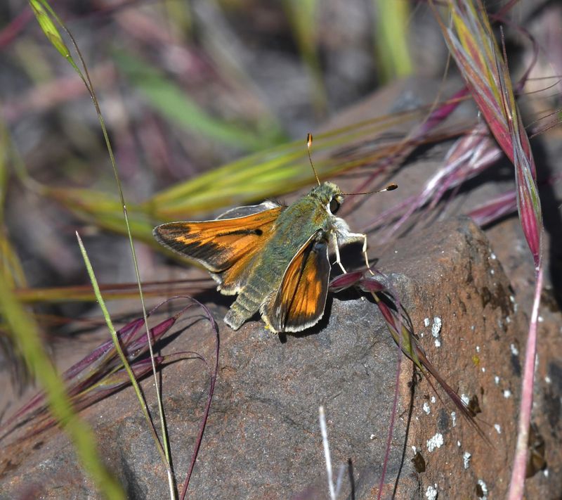 Juba Skipper: Hesperia juba