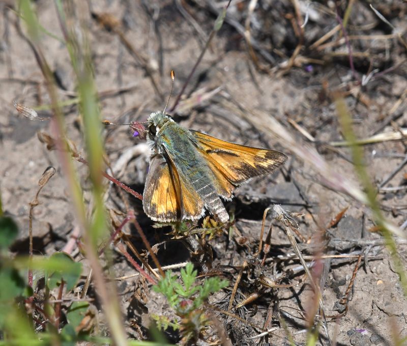 Juba Skipper: Hesperia juba