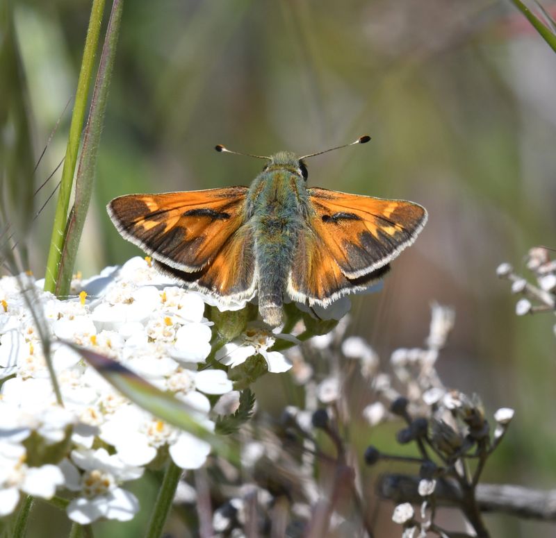 Juba Skipper: Hesperia juba