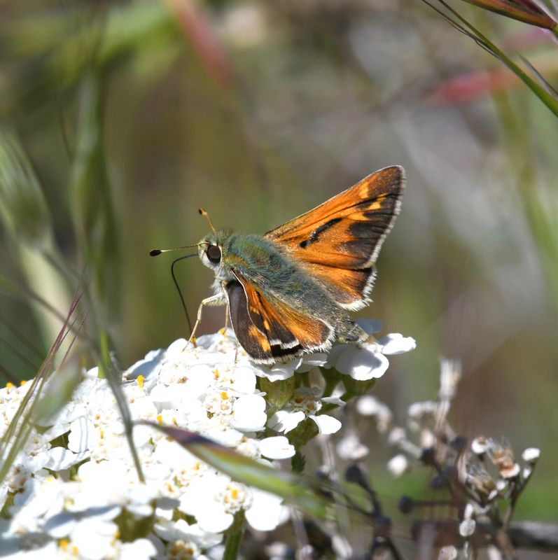 Juba Skipper: Hesperia juba
