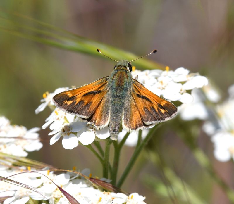 Juba Skipper: Hesperia juba
