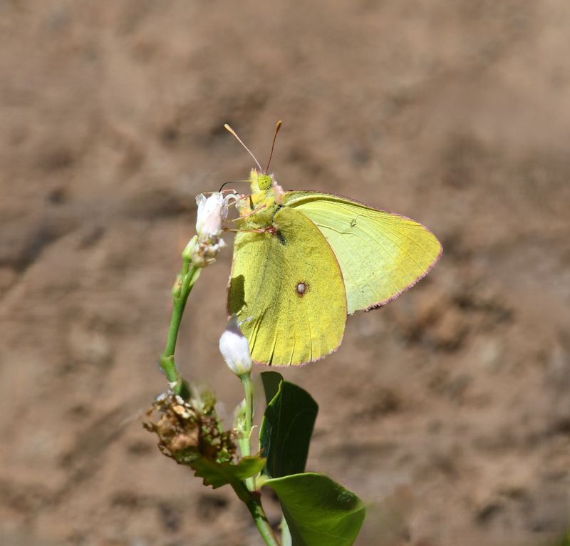 Western Sulphur: Colias occidentalis
