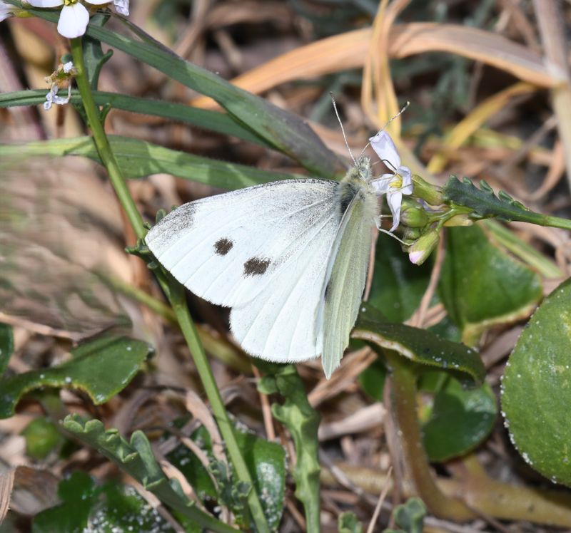 White, Cabbage