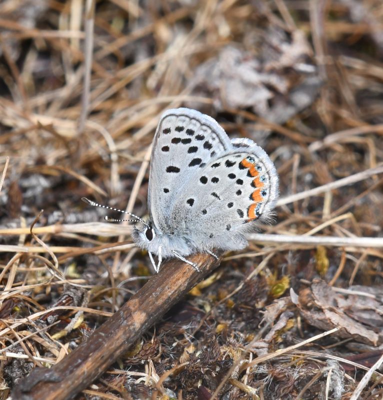 Fuca Acmon Blue: Icaricia acmon fuca