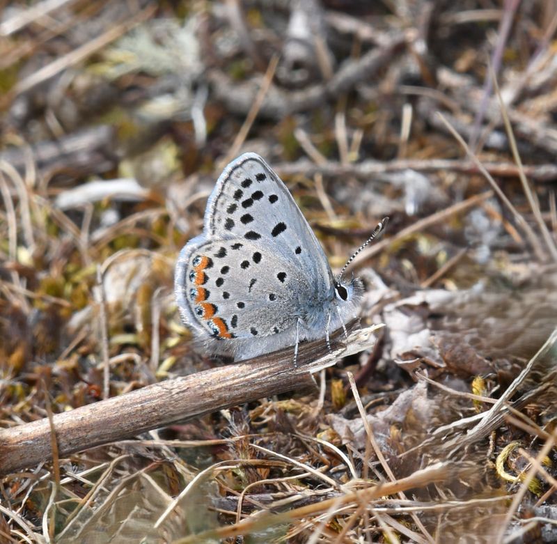 Fuca Acmon Blue: Icaricia acmon fuca
