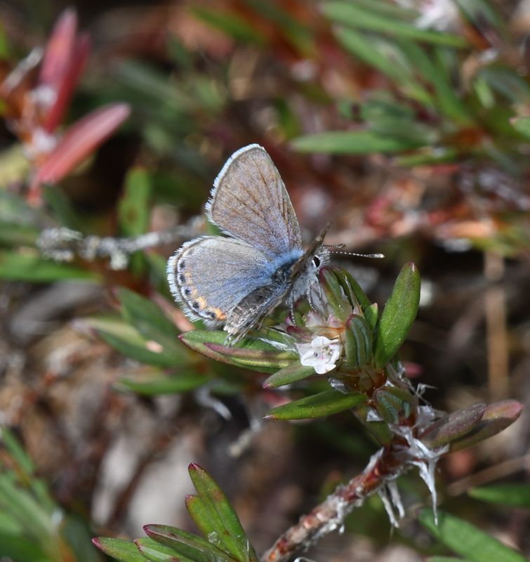 Fuca Acmon Blue: Icaricia acmon fuca