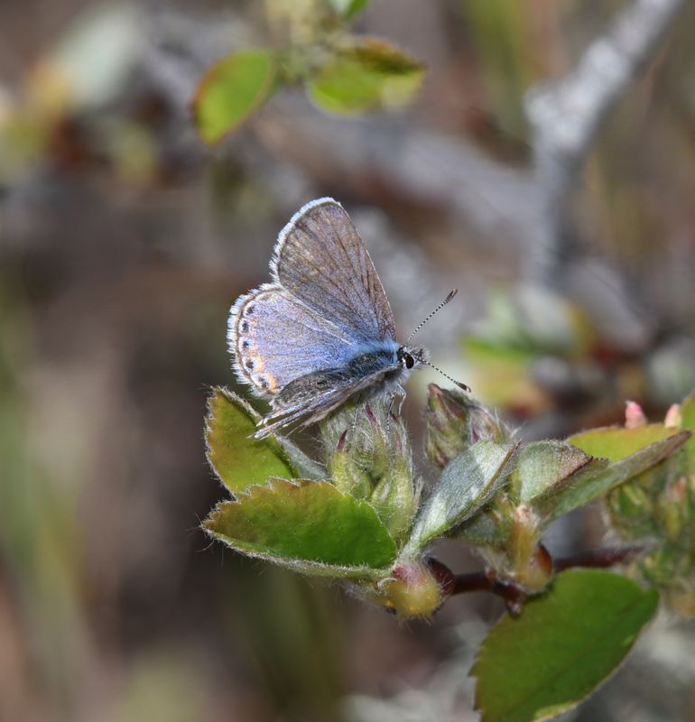 Fuca Acmon Blue: Icaricia acmon fuca