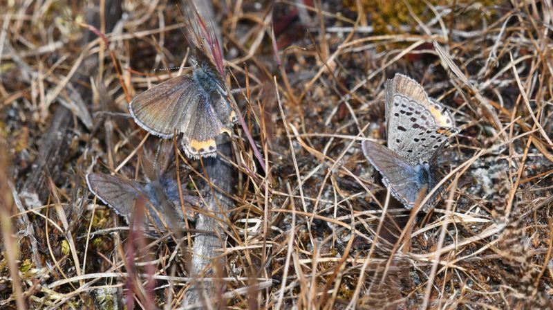 Fuca Acmon Blue: Icaricia acmon fuca