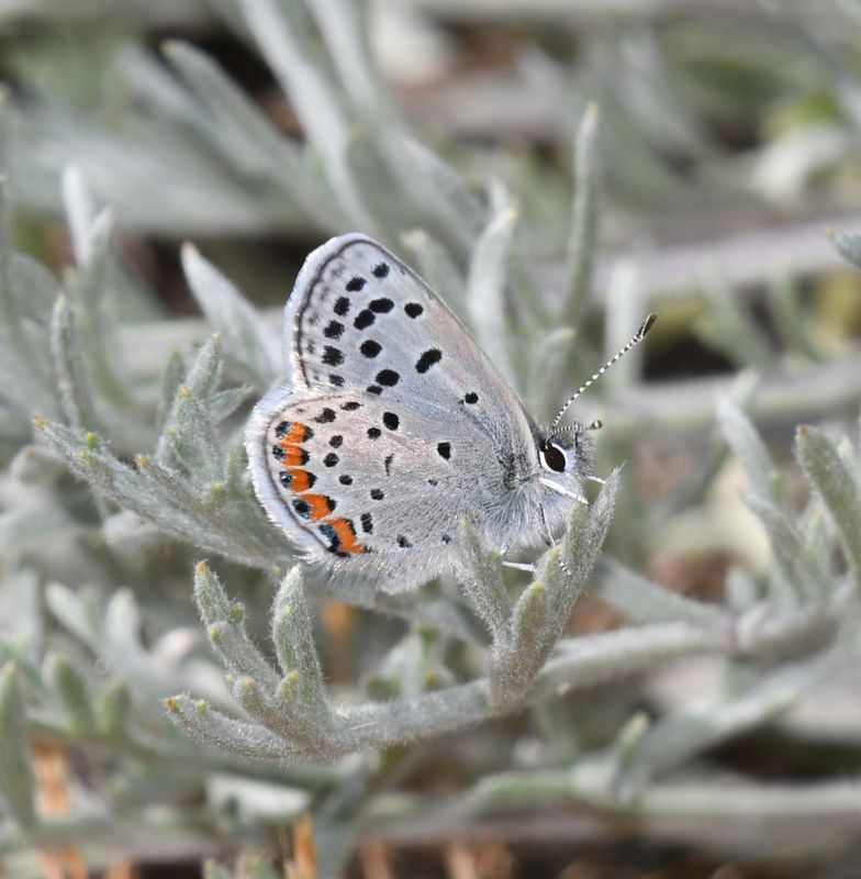 Fuca Acmon Blue: Icaricia acmon fuca