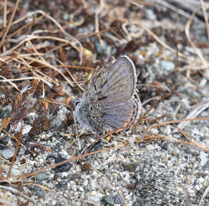 Fuca Acmon Blue: Icaricia acmon fuca