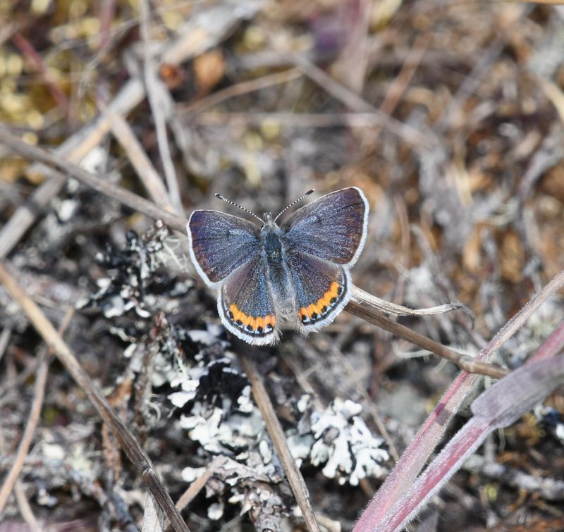 Fuca Acmon Blue: Icaricia acmon fuca