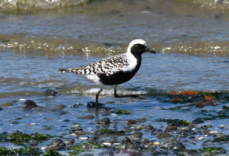 Black-bellied Plover