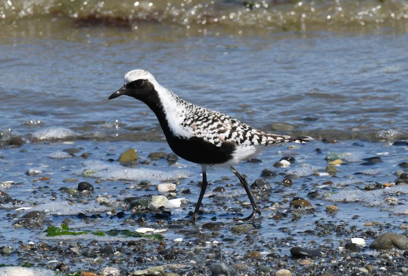 Black-bellied Plover