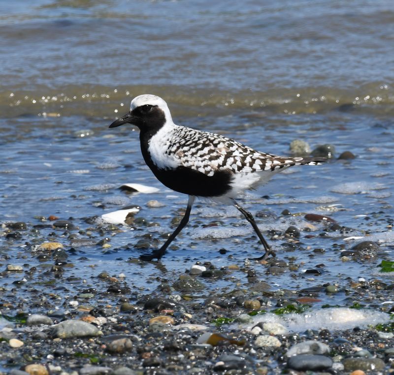 Black-bellied Plover