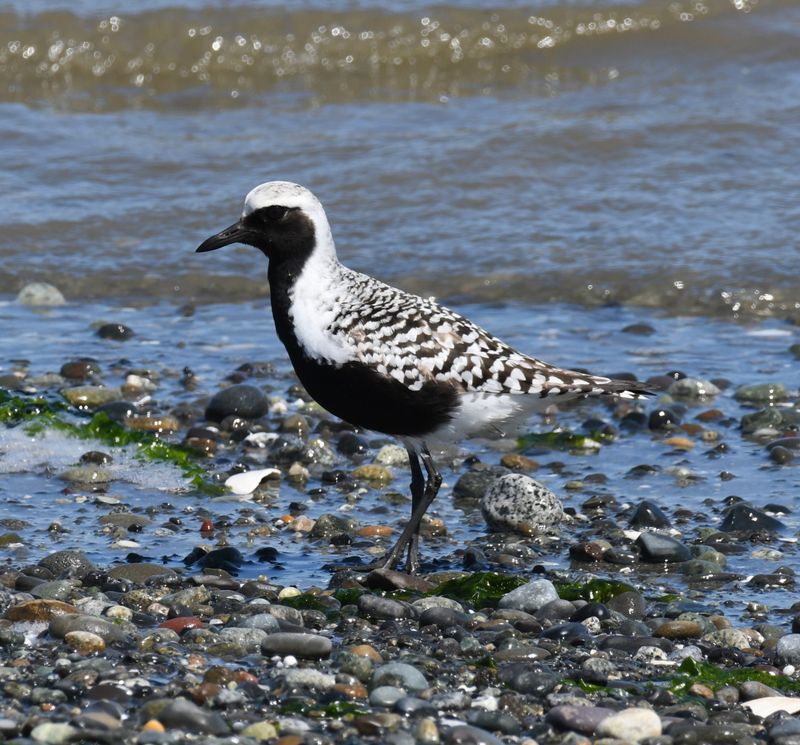 Black-bellied Plover
