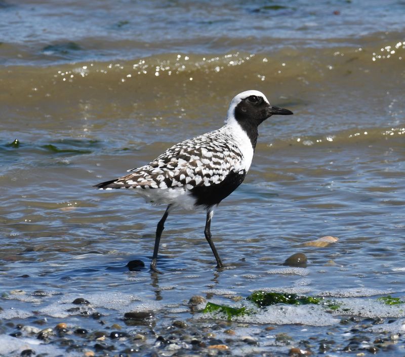Plover, Black-bellied